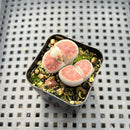 Lithops karasmontana cv. Top Red 1” Succulent Plant