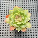 Echeveria Longissima Carunculated 1" Succulent Plant