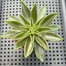 Echeveria Lutea 2"-3" (100% Grown In House) Succulent Plant