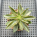 Echeveria Lutea 2"-3" (100% Grown In House) Succulent Plant