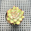Echeveria Pulidonis 1” Succulent Plant