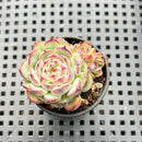 Echeveria 'Marcel' 1" Succulent Plant