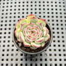 Echeveria 'Marcel' 1" Succulent Plant