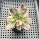 Echeveria 'Pink Prince' (Variegated Black Prince Variant) 2" Succulent Plant