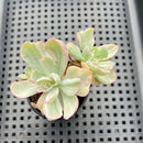 Echeveria 'Berkley Light' Variegated 2” Succulent Plant