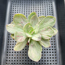 Echeveria 'Hanaikada' Mosaic Variegated 2" (100% Grown In House) Succulent Plant