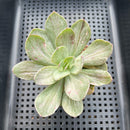 Echeveria 'Hanaikada' Mosaic Variegated 2" (100% Grown In House) Succulent Plant