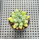 Pachyphytum Compactum 'Glaucum' 1" Succulent Plant