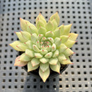 Echeveria Zaragoza 1" Succulent Plant