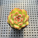 Echeveria Agavoides 'Mont Blanc' 1" Succulent Plant