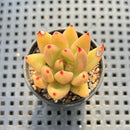 Echeveria Agavoides sp. 1" Succulent Plant