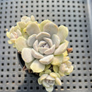 Echeveria 'Tynie Burger' 2” Cluster Succulent Plant