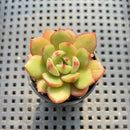 Echeveria 'Salu' 1" Succulent Plant