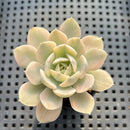 Echeveria Runyonii Variegated (Aka Echeveria 'Akaihosi' Variegated) 2" Succulent Plant