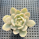 Echeveria Runyonii Variegated (Aka Echeveria 'Akaihosi' Variegated) 2" Succulent Plant
