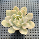 Echeveria Runyonii Variegated (Aka Echeveria 'Akaihosi' Variegated) 2" Succulent Plant