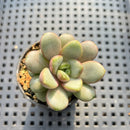 Graptoveria Amethorum (E. Purposorum x G. Amethystinum) 1" Succulent Plant