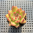 Echeveria Agavoides 'Primori' 1" Succulent Plant