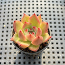 Echeveria Agavoides 'Primori' 1" Succulent Plant