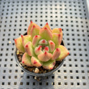Echeveria Agavoides 'Primori' 1" Succulent Plant
