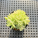 Echeveria 'White Swan' 1"-2" Succulent Plant