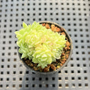 Echeveria 'White Swan' 1"-2" Succulent Plant