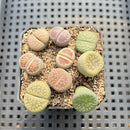 Collection of Lithops 2" Succulent Plant