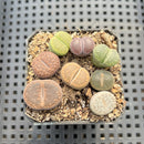 Collection of Lithops 2" Succulent Plant