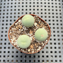Conophytum Calculus 1" (Set of 3) Succulent Plant