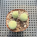 Conophytum Calculus 1" (Set of 3) Succulent Plant