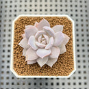 Echeveria 'Northern Lights' 2" (Josh Henninger Hybrid) Succulent Plant Cutting