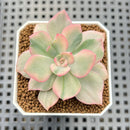 Echeveria 'Pink Harin' Variegated 2" Succulent Plant