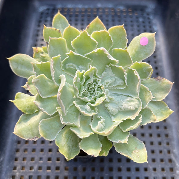shaviana succulent Echeveria 'Shaviana' Carunculated 3"-4" Succulent Plant