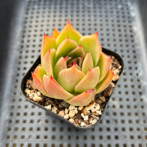 5 star succulents Echeveria 'Jade Star' 2" Succulent Plant