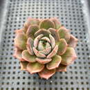 Echeveria 'Puggle' 2" Succulent Plant