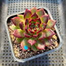Echeveria Agavoides 'Sarabony' Superclone 2" Succulent Plant