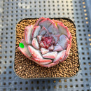 Echeveria 'Soft Honey' Jelly Type 2" New Hybrid Succulent Plant Cutting