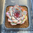 Echeveria 'Soft Honey' Jelly Type 2" New Hybrid Succulent Plant Cutting