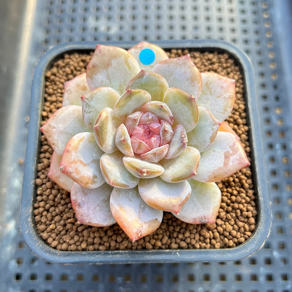 Echeveria 'Pink Barbie' Jelly Type (핑크바비) 2