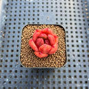 Echeveria 'Red Diamond' 1" Small Succulent Plant Cutting