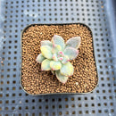 Pachyphytum 'Cute Finger' Variegated 1"-2" Succulent Plant Cutting