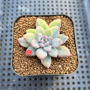 Pachyphytum 'Cute Finger' Variegated 1"-2" Succulent Plant Cutting