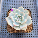 Echeveria 'Orange Monroe' Variegated 2" Succulent Plant Cutting