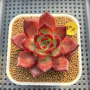 Echeveria Agavoides 'Romeo' 2" Succulent Plant Cutting