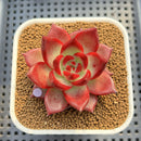 Echeveria Agavoides 'Romeo' 2" Succulent Plant Cutting