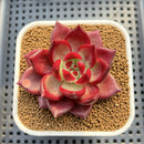 Echeveria Agavoides 'Romeo' 2" Succulent Plant Cutting