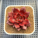 Echeveria Agavoides 'Romeo' 2" Succulent Plant Cutting