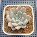 Echeveria 'Biju' 2" Succulent Plant Cutting