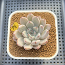 Echeveria 'Biju' 2" Succulent Plant Cutting