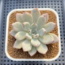 Echeveria 'Biju' 2" Succulent Plant Cutting